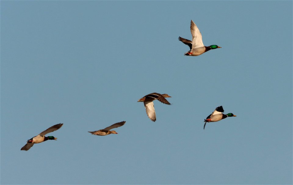 Mallards in Flight Huron Wetland Management District photo