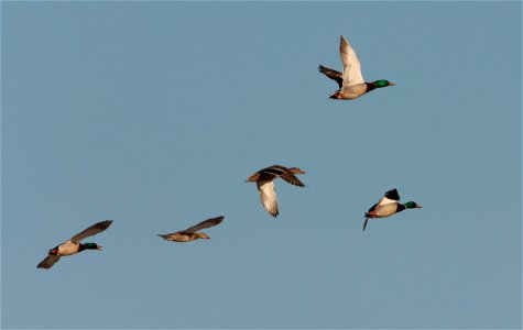 Mallards in Flight Huron Wetland Management District