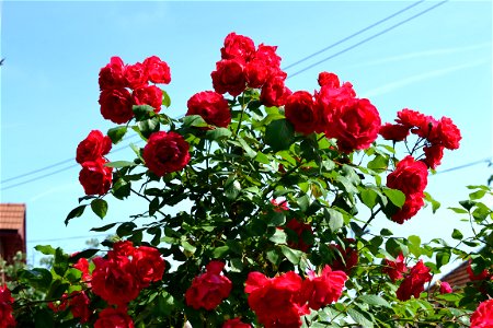 Roses for free photo