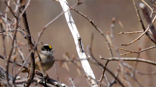 Gold-crowned Sparrow - KNPP - _MG_6850-1