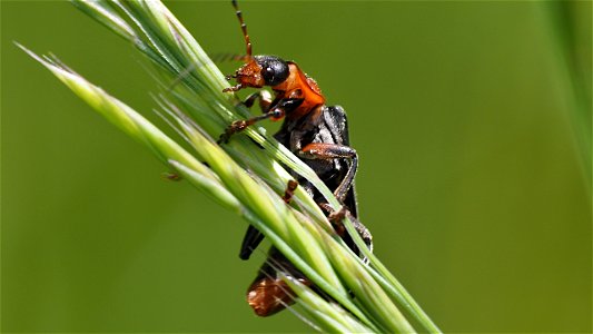 Cantharis rustica (Soldatenkäfer)