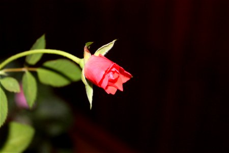 trandaf-mic2012_0411_212851