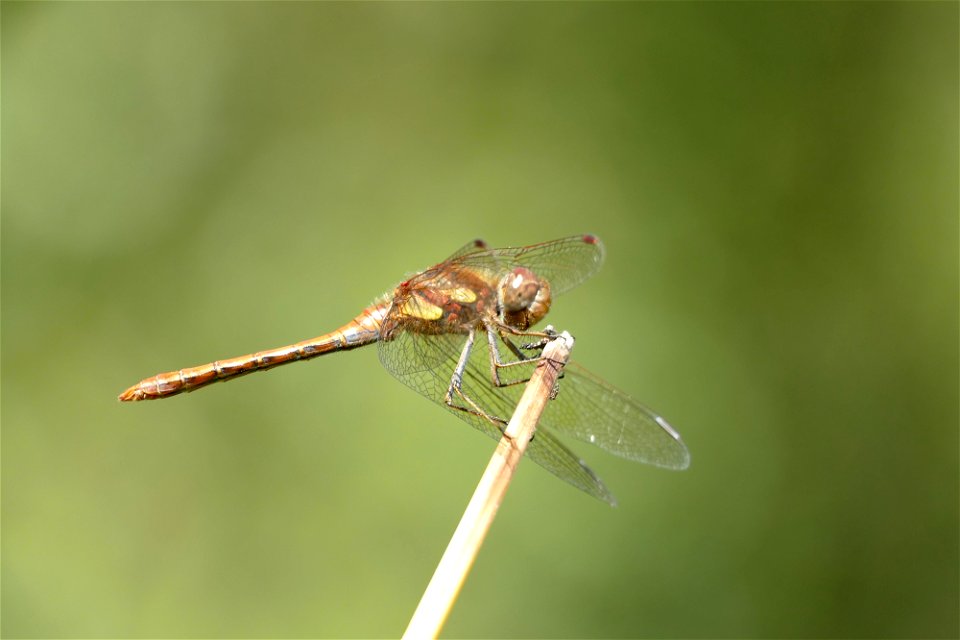 Dragonfly Snacking. photo