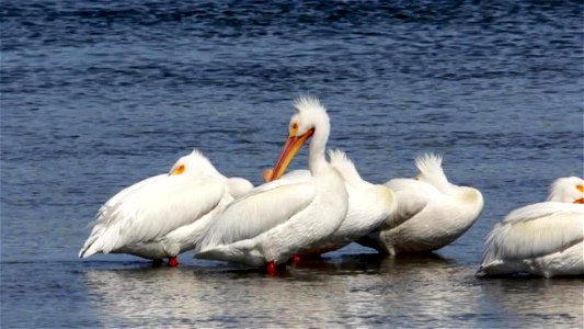 American White Pelicans