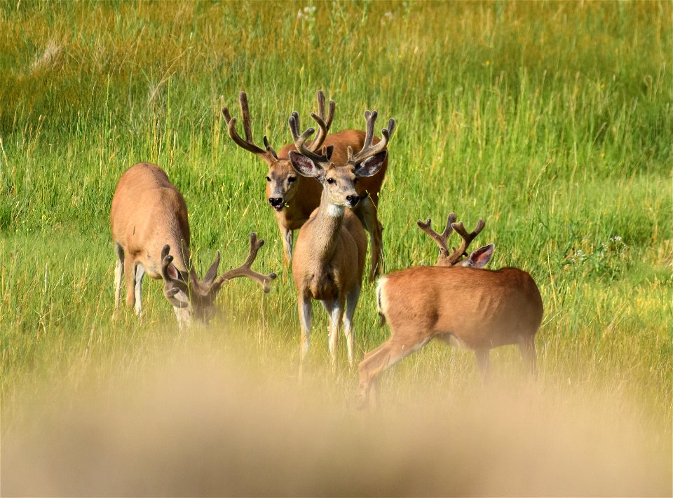 Mule deer at Seedskadee National Wildlife Refuge