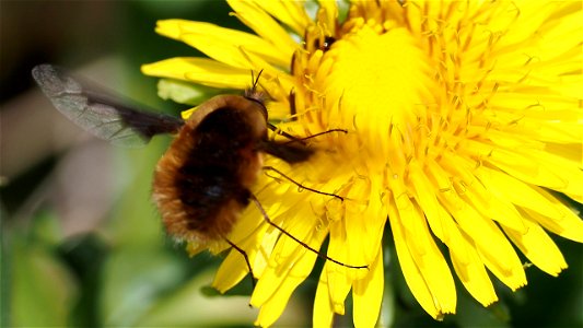 Bombylius major (Großer Wollschweber) an einer Löwenzahnblüte