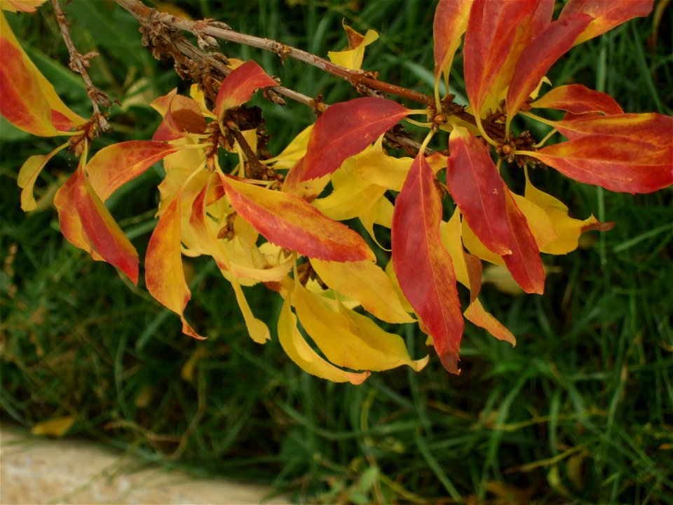 toamna2009_1120_092039