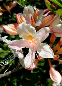 RHODODENDRON, PACIFIC (Rhododendron occidentale) (6-1-2021) low divide road, del norte co, ca -01 (2)