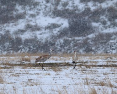 Sandhill Cranes photo