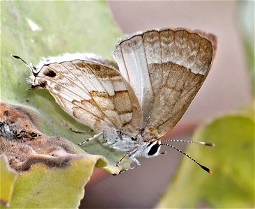 SCRUB-HAIRSTREAK, WHITE (Strymon albata) (01-09-2022) national butterfly center, hidalgo co, tx -04
