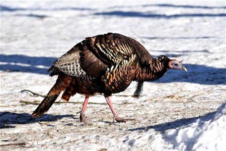 Wild turkey in the snow photo