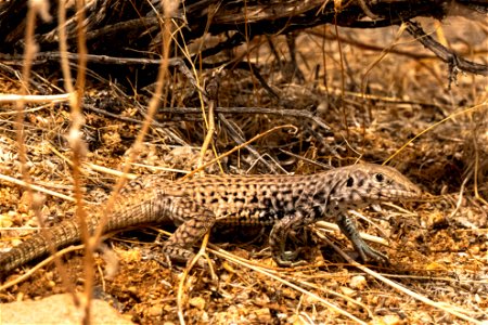 Whiptail lizard photo