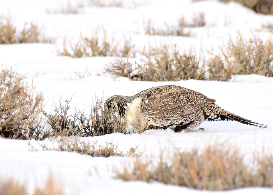 Greater sage-grouse on Seedskadee National Wildlife Refuge