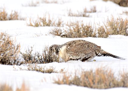 Greater sage-grouse on Seedskadee National Wildlife Refuge photo