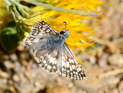 Common checkerd skipper (Pyrgus communis)on rubber rabbitbrush at Seedskadee National Wildlife Refuge