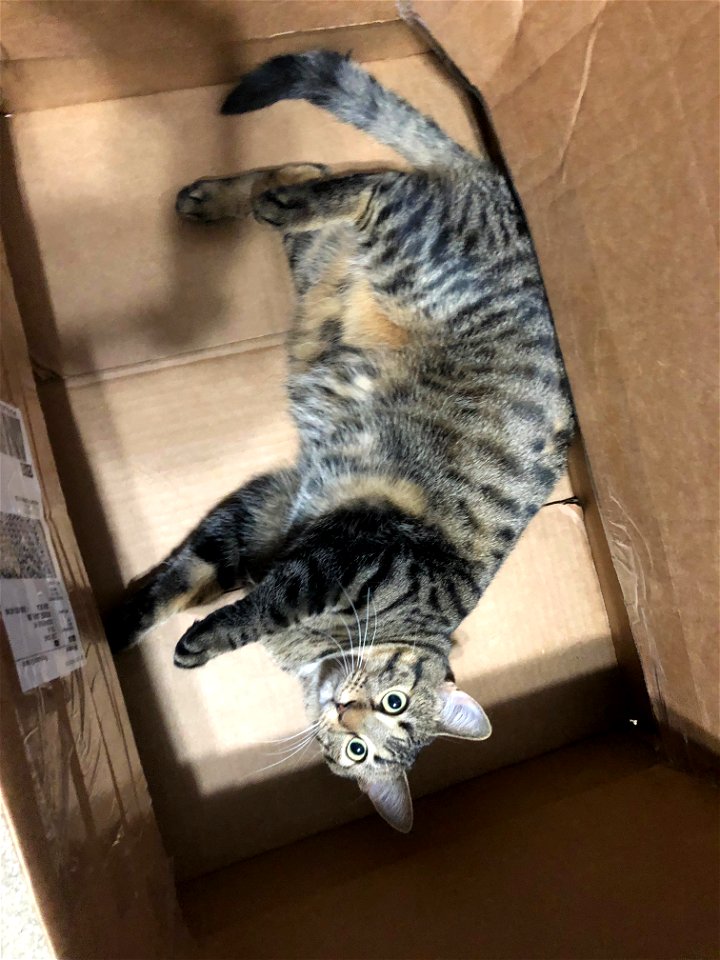 The Cat in the Box
