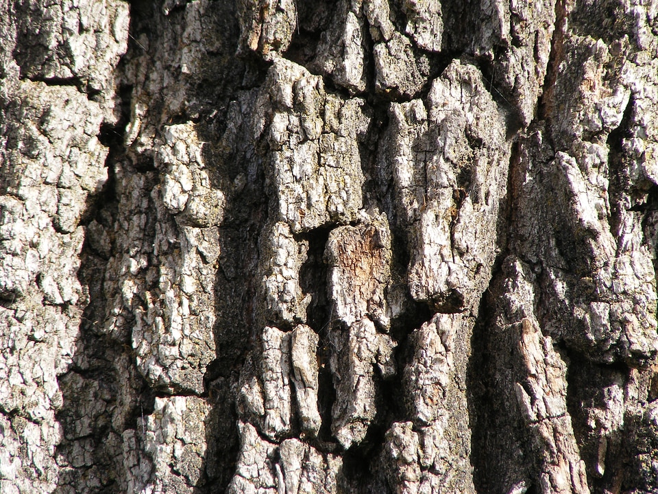Trunk oregon white oak quercus