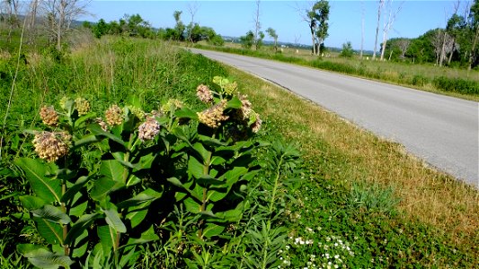 Roadside Milkweed at DeSoto National Wildlife Refuge in Iowa