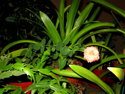 trand_rosumic2011_1118_202947