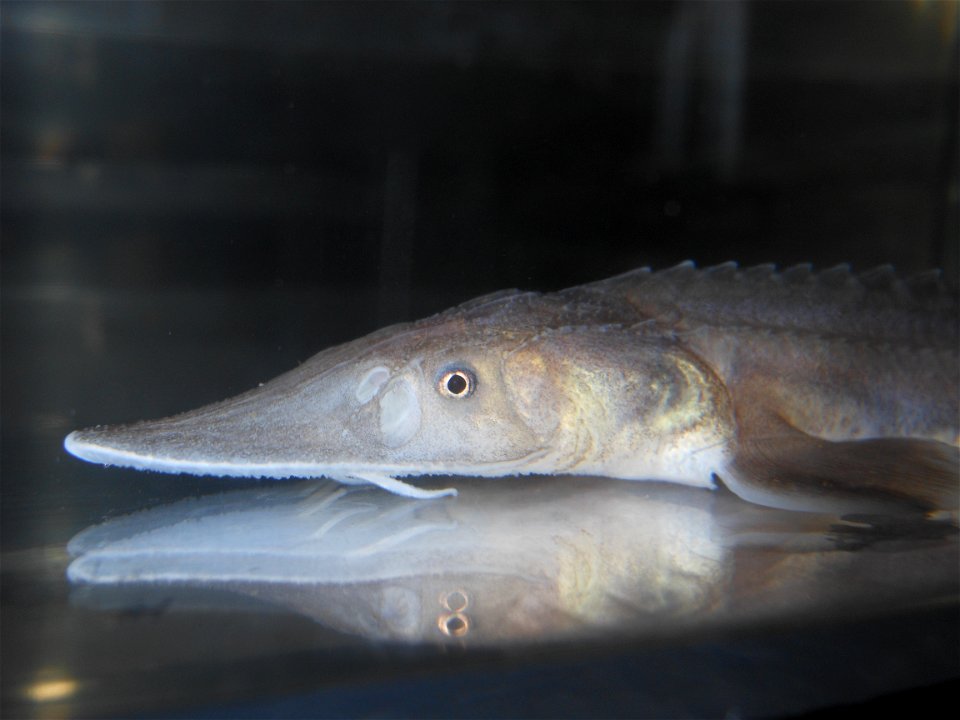 Pallid Sturgeon photo