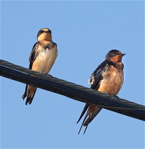 669 - BARN SWALLOW (09-07-2022) yontockert beach access, del norte co, ca -04