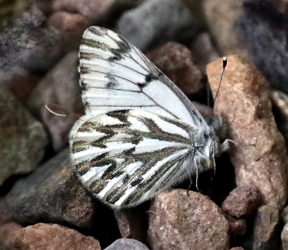 WHITE, SPRING (Pontia sisymbrii) (04-28-2023)  upper eight dollar road, josephine co, or -02