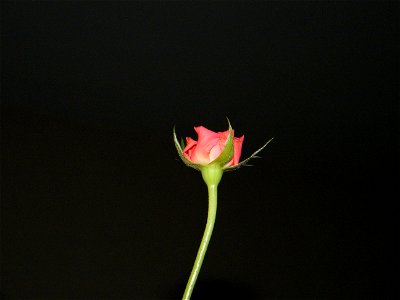trandfmic_timelps2011_1109_002830