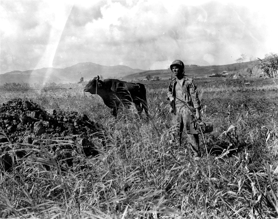 Marine Cpl. A. P. Marejohn, photographer, Tampa, Florida, and native bull. Saipan. June, 1944.