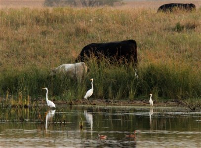 Egrets Huron Wetland Management District South Dakota