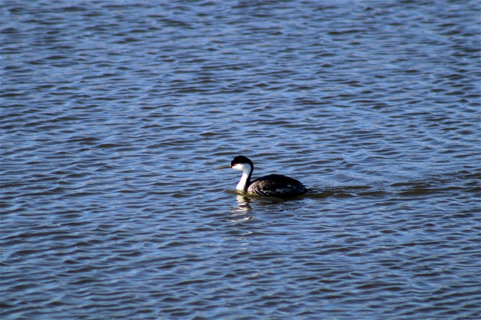 Western Grebe Lake Andes National Wildlife Refuge South Dakota photo