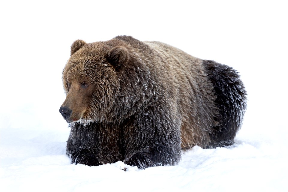 Kodiak brown bear in the snow.