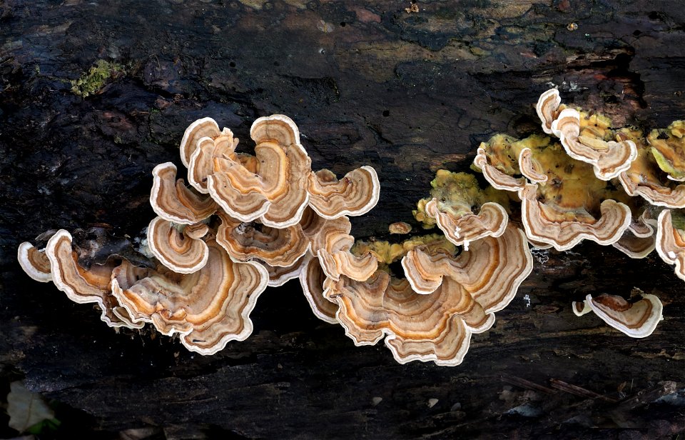 Trametes versicolor photo