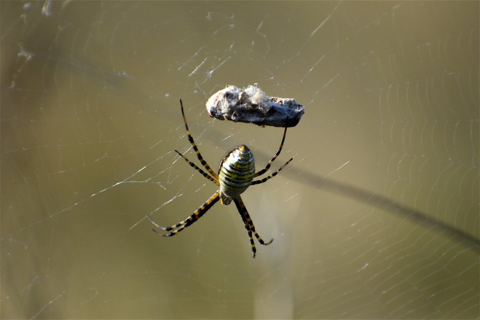 Banded Garden Spider Lake Andes Wetland Management District South Dakota photo