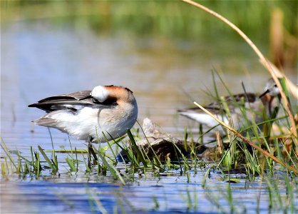 Wilson's phalarope at Seedskadee National Wildlife Refuge