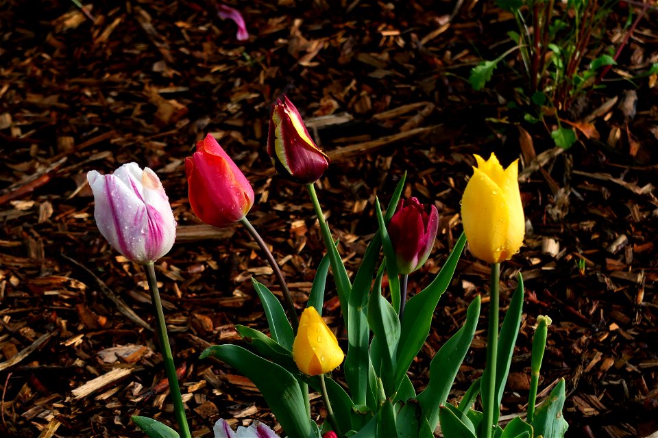 japanes_garden_rain_Herastrau (59)