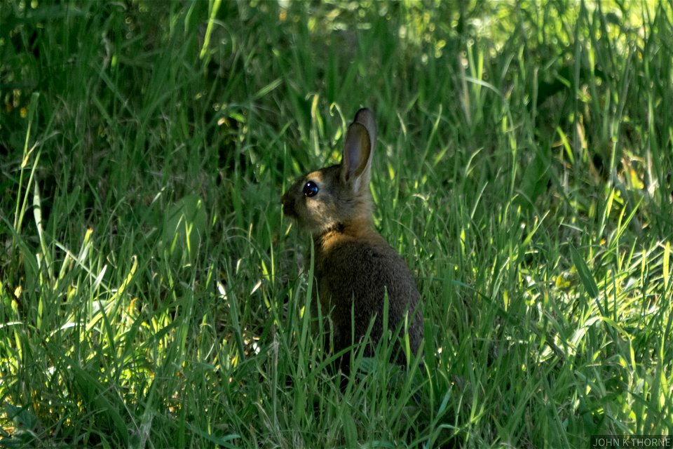 Bright Eyes. Wild Rabbit 🐇