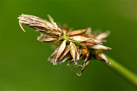 Carex gynocrates photo