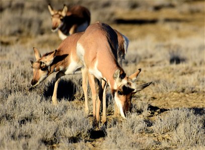 Pronghorn at Seedskadee National Wildlife Refuge photo