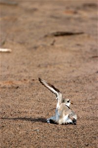Piping Plover Banding on the Apostle Islands photo