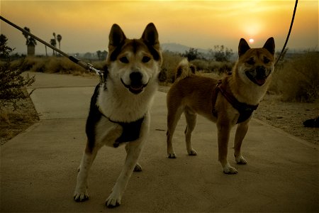 Two dogs on the Oasis of Mara nature walk photo