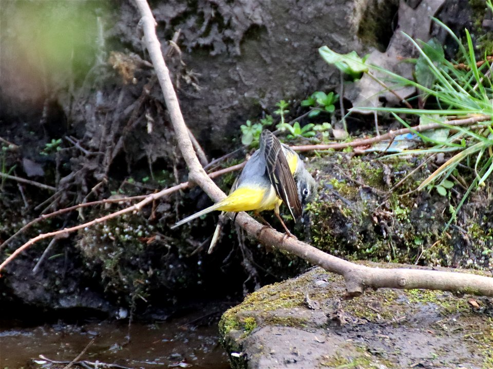 Preening Grey Wagtail
