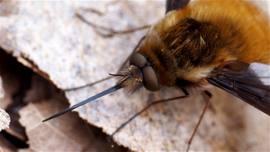 Bombylius major (Großer Wollschweber) - Männchen, Kopfportrait