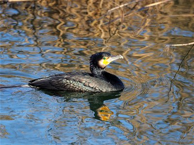 Kormoran photo