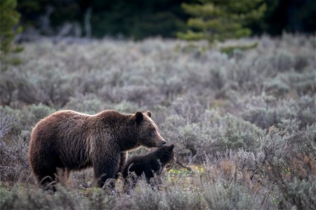 grizzly bear #399 and cub of the year emerge from hibernation on May 16, 2023 - 2