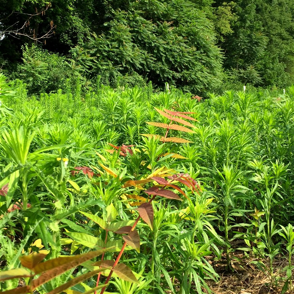 Combating invasive species