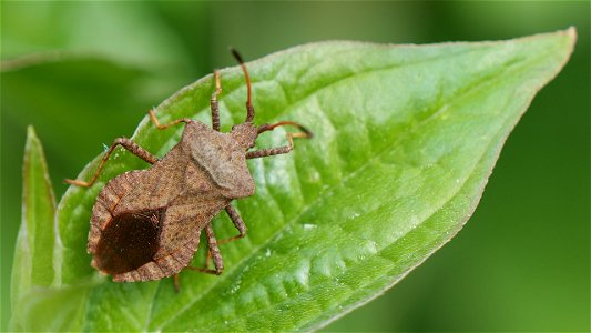 Coreus marginatus (Saumwanze) 2