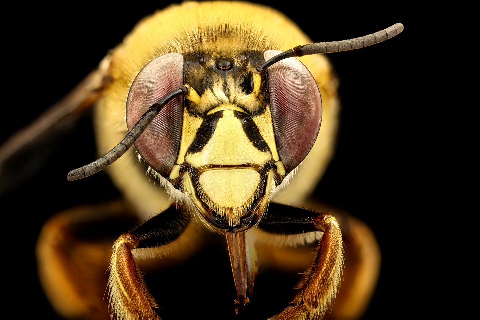 Centris varia, m, face_2021-08-10-14.48.15 ZS PMax UDR photo