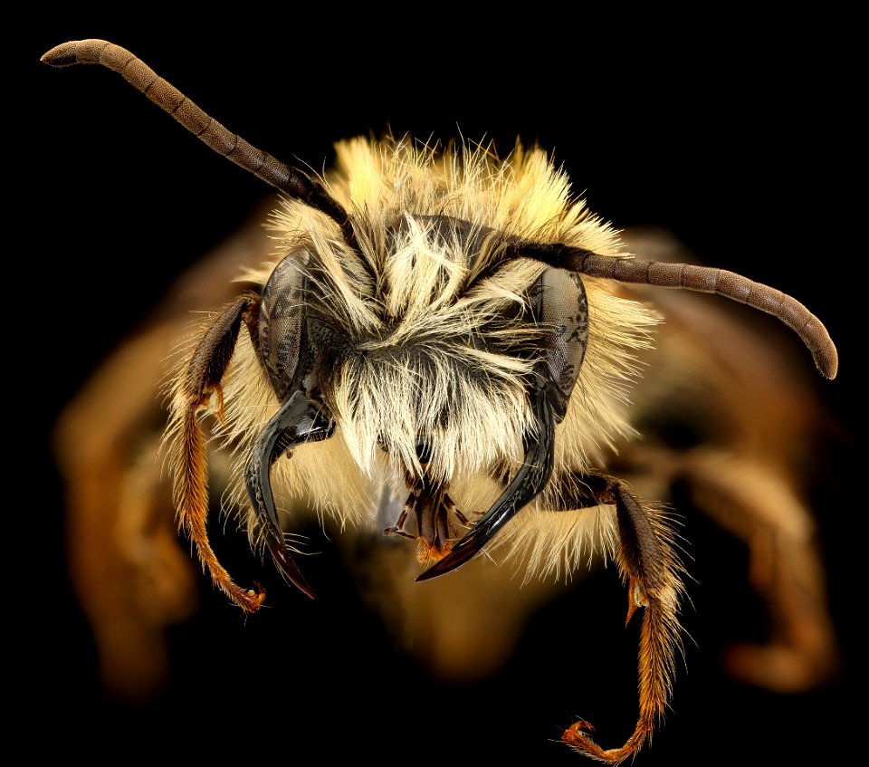 Andrena fulva, m, face, P. Thomas, Netherlands_2021-12-16-18.33.19 ZS PMax UDR copy photo