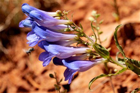 Penstemon glaber
