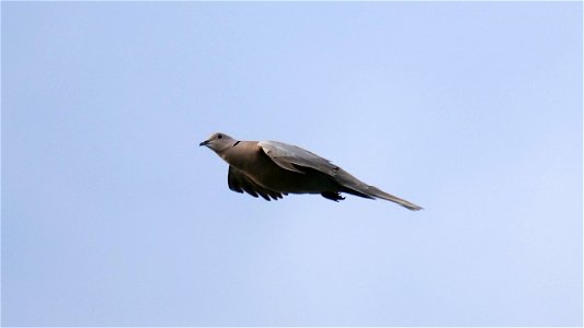 Türkentaube im Flug